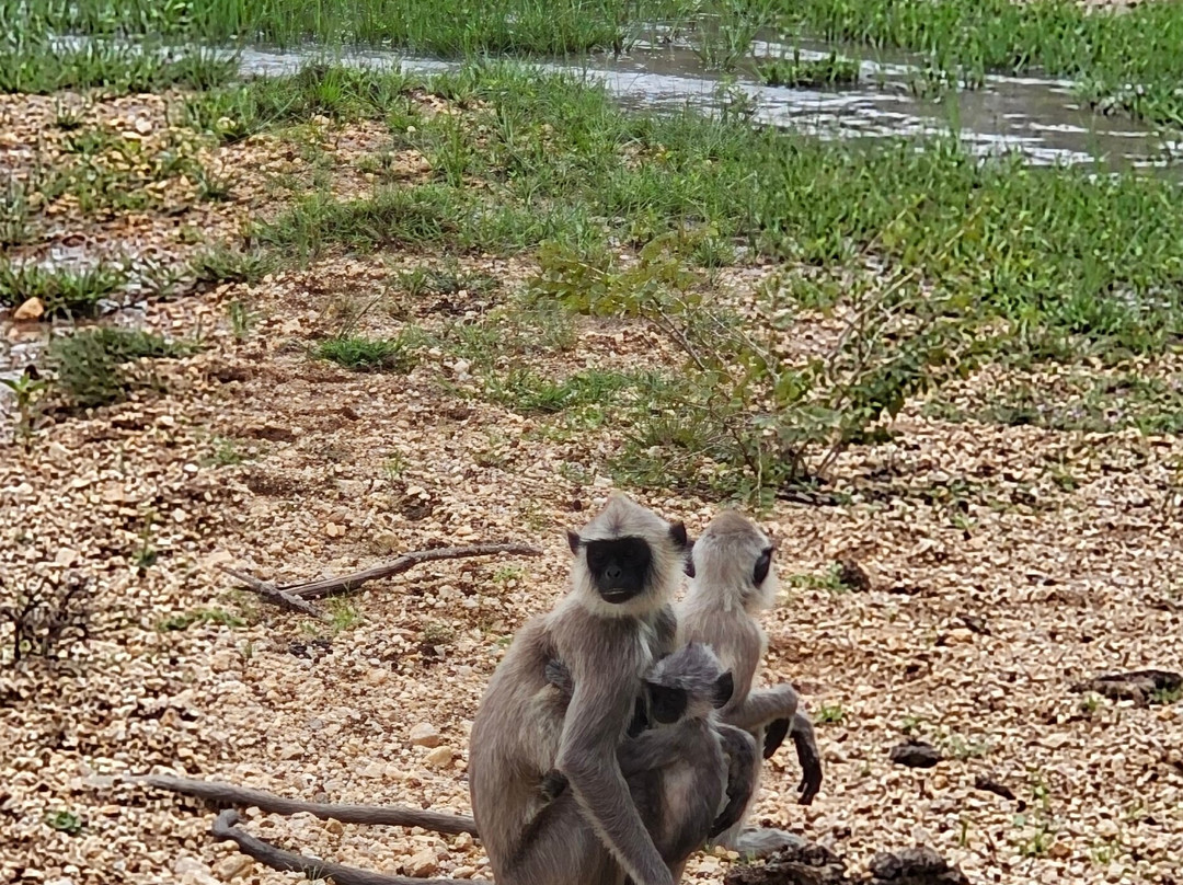 Sri Lanka Tour with Sujeewa景点图片