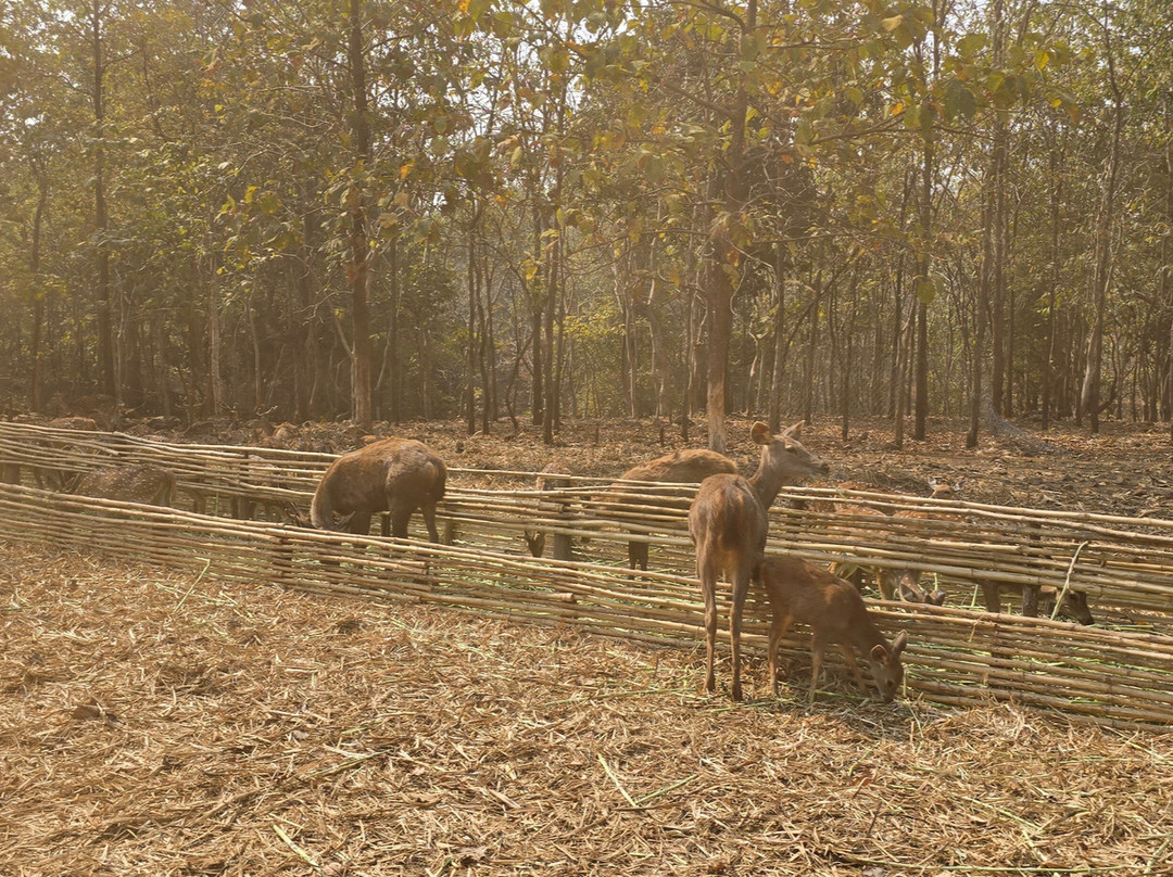 Deer Park-锡尔瓦萨必去景点