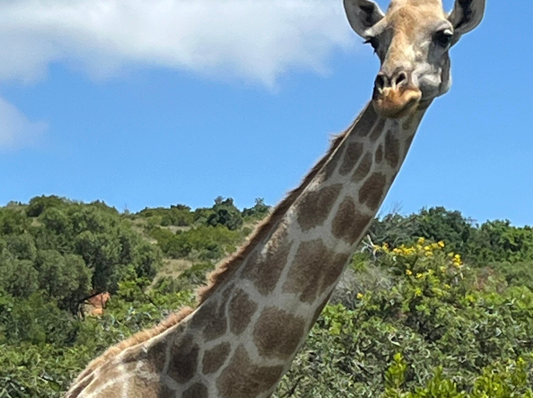 African Sightings Adventure Tours & Safaris景点图片