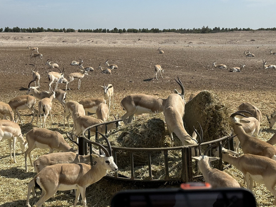 Sir Bani Yas Cruise Beach-萨巴尼亚岛必去景点