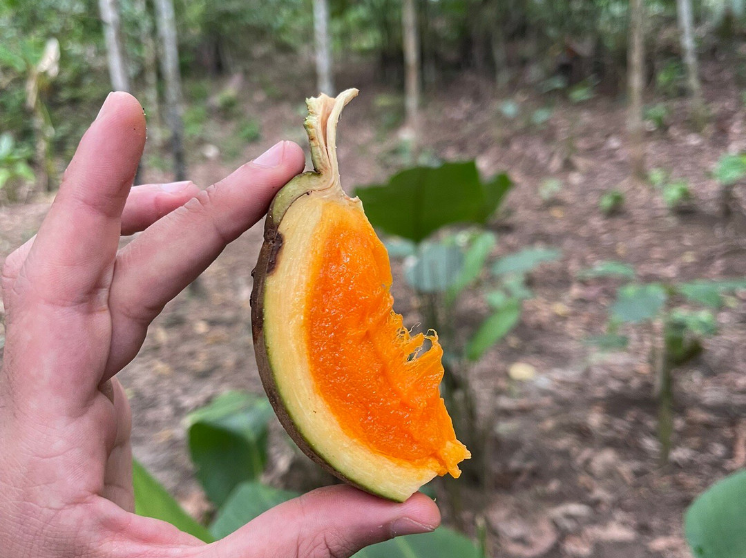 Amazon Guide David Rios-伊基托斯必去景点