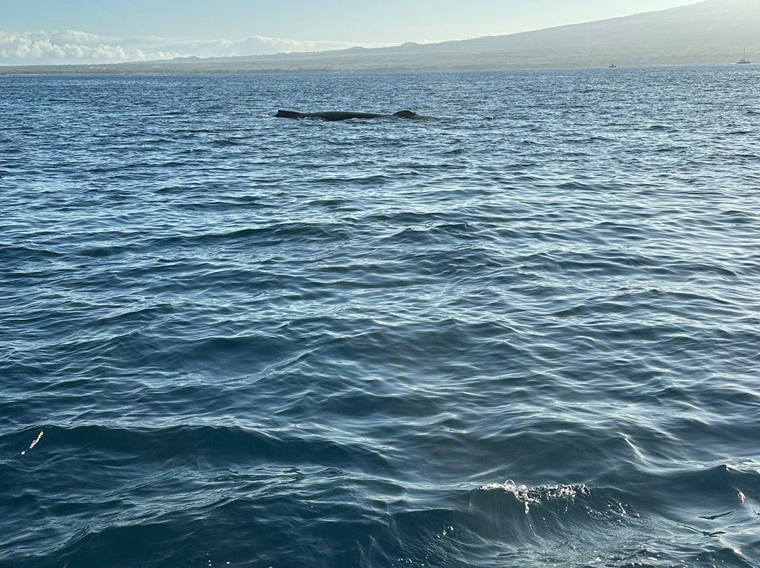 Maui Custom Charters-玛阿拉也亚必去景点