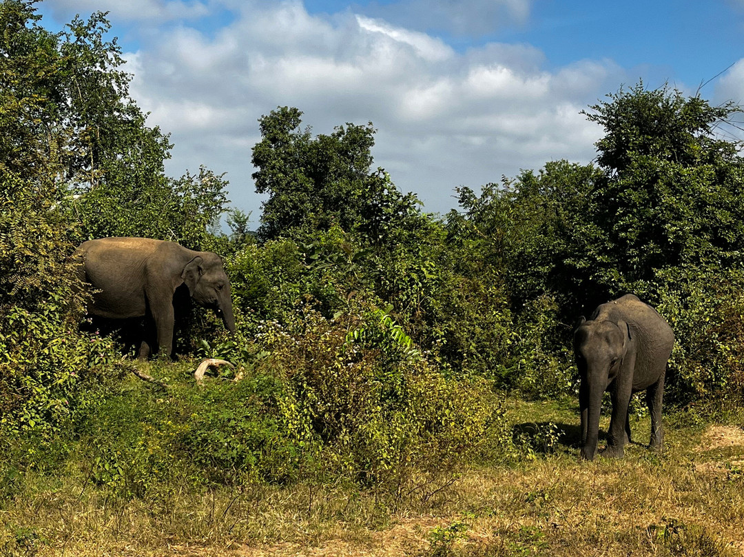 Infinity Safari Udawalwa Sri Lanka-Sevanagala必去景点