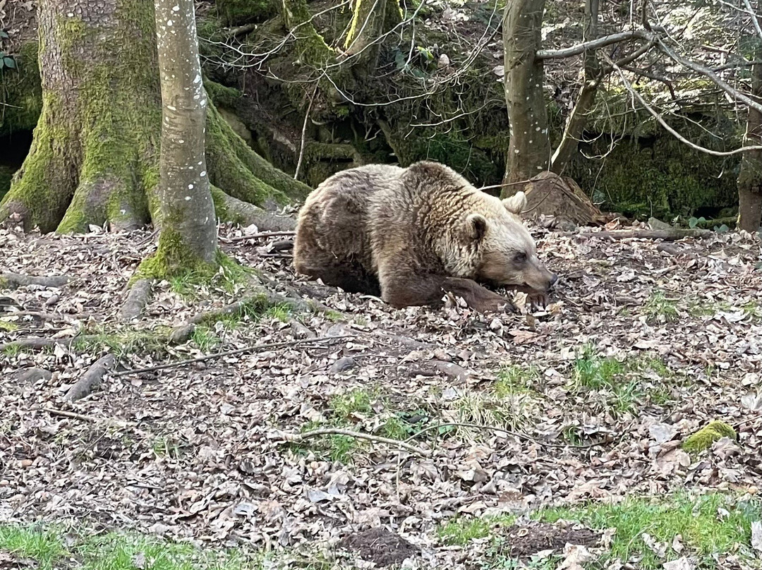 Alternativer Wolf- Und Barenpark Schwarzwald-Bad Rippoldsau-Schapbach必去景点
