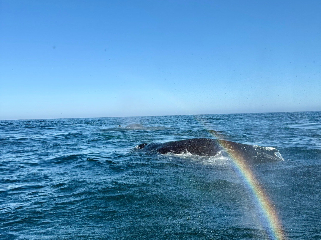 Whale Expedition SA-Yzerfontein必去景点