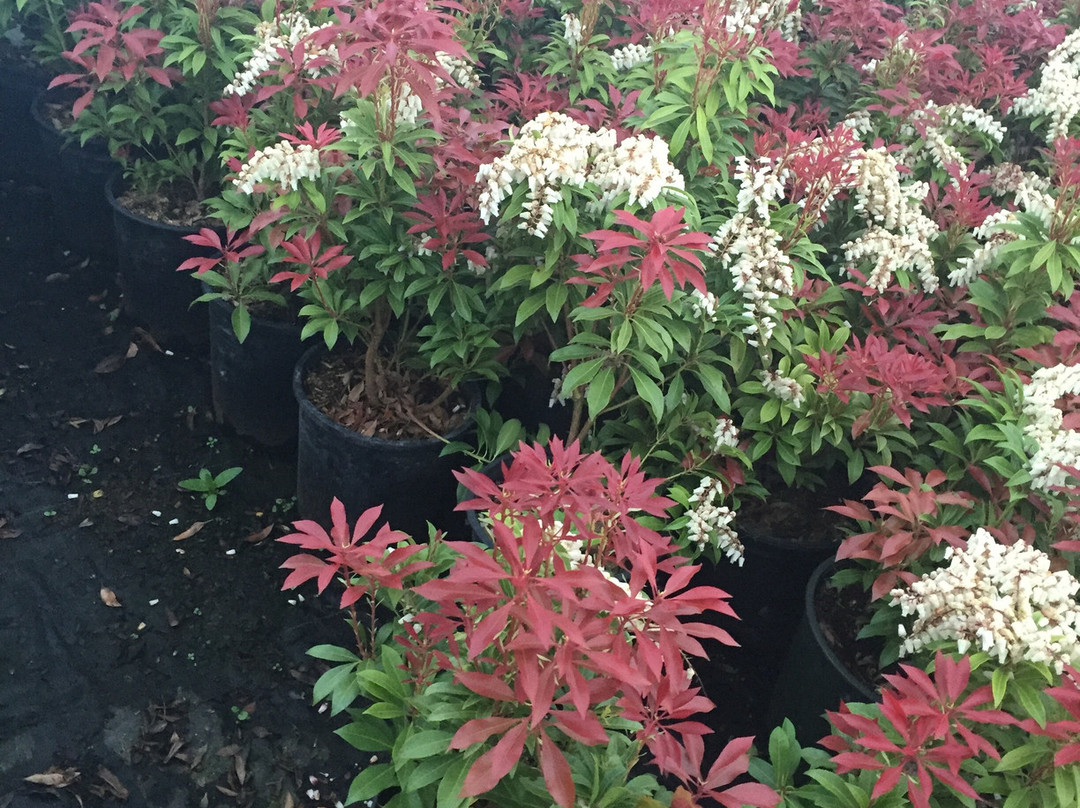 Mandip Bhullar Farms And Nursery