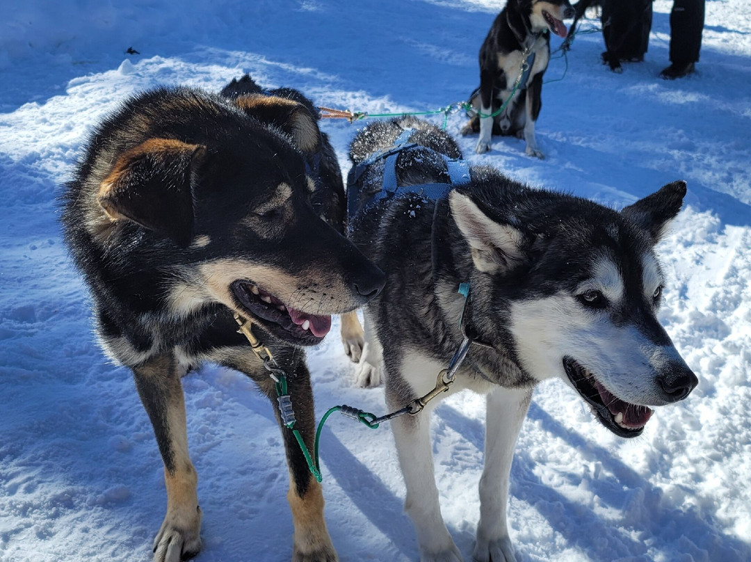 Spirit of the North Sled Dog Adventures景点图片