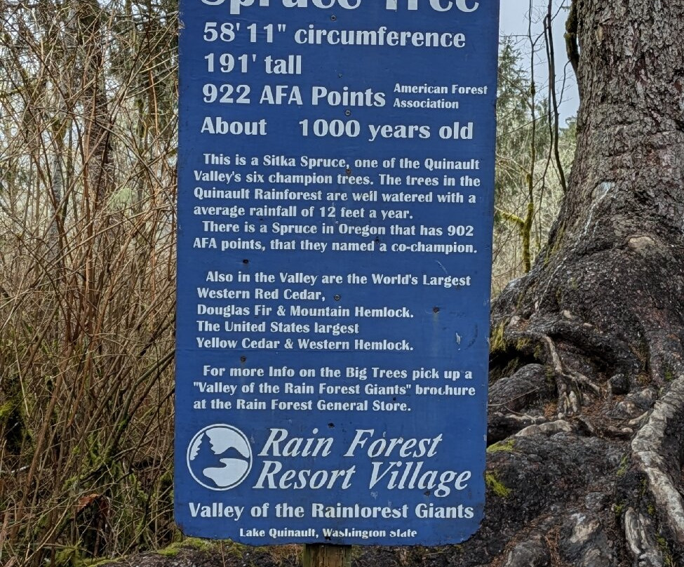 Quinault Big Spruce Tree景点图片