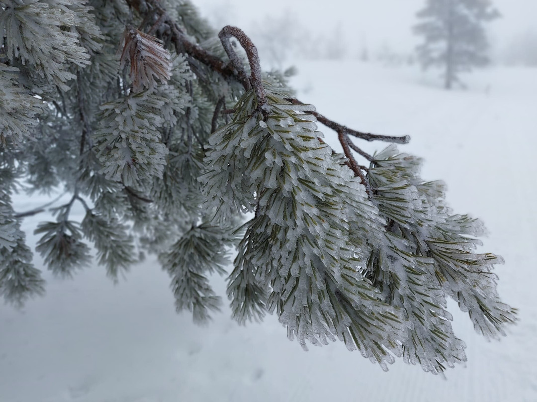 Wildmaker Lapland-Muonio必去景点