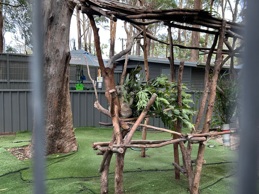Koala Conservation Reserve-考斯必去景点