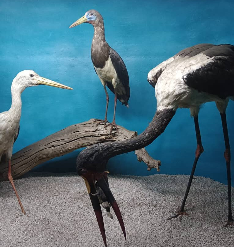 Zimbabwe Museum of Human Sciences景点图片