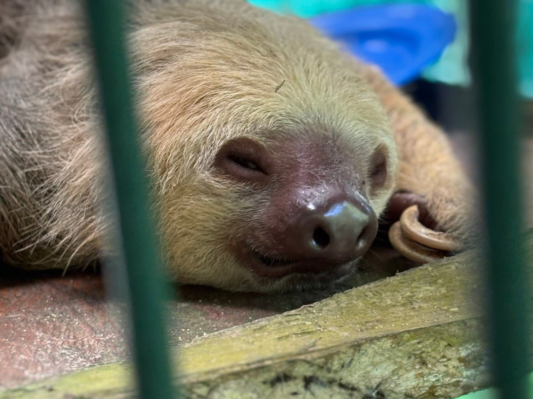 Sloth Sanctuary of Costa Rica景点图片