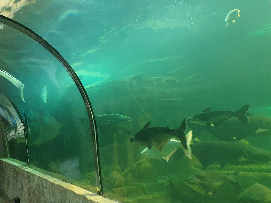 Si Sa Ket Aquarium-四色菊必去景点