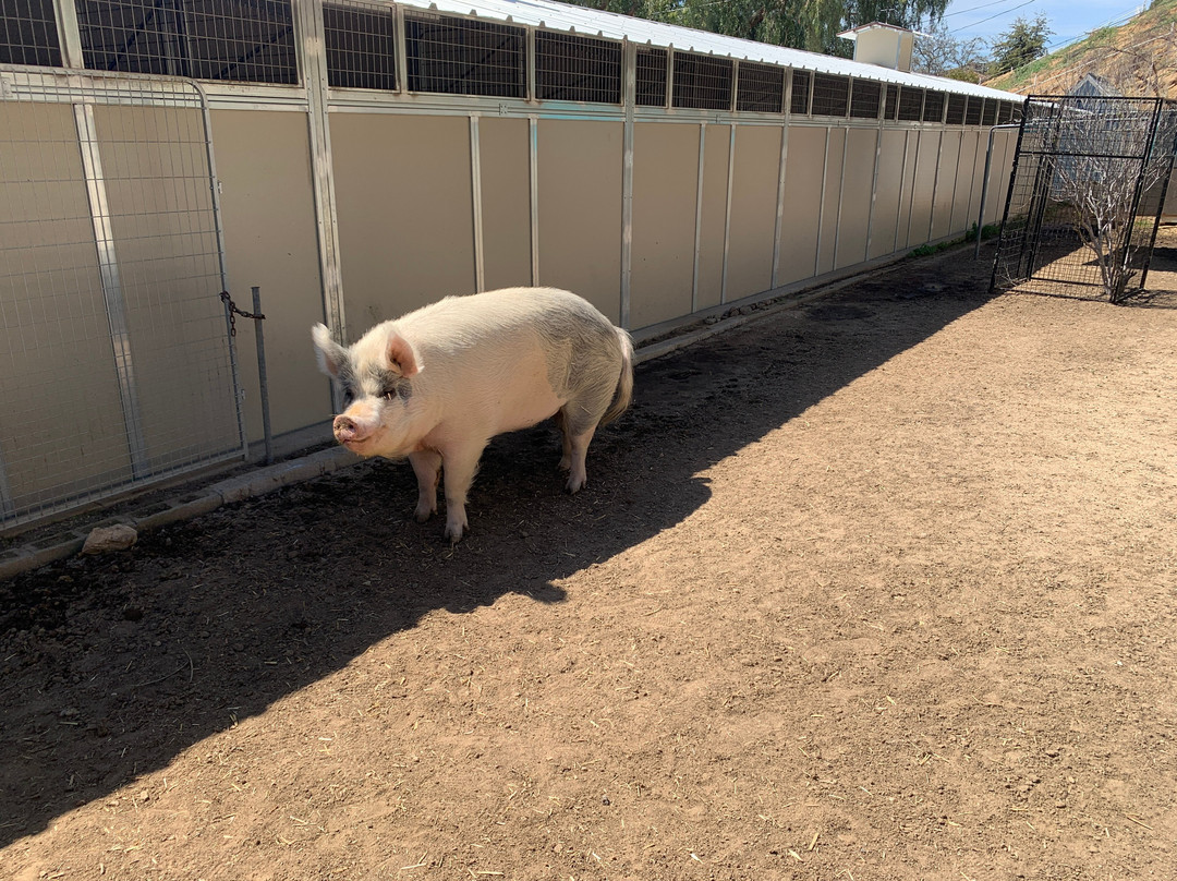 Love Always Sanctuary-洛杉矶必去景点