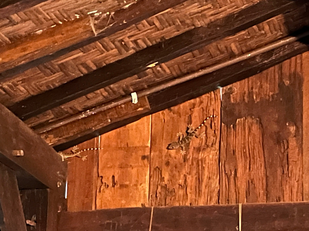 Havana Horses-沙拉迪加必去景点