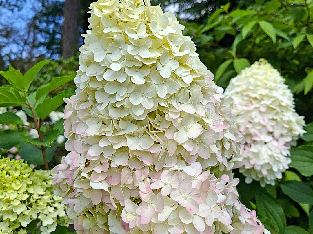 Arboretum Kórnickie景点图片