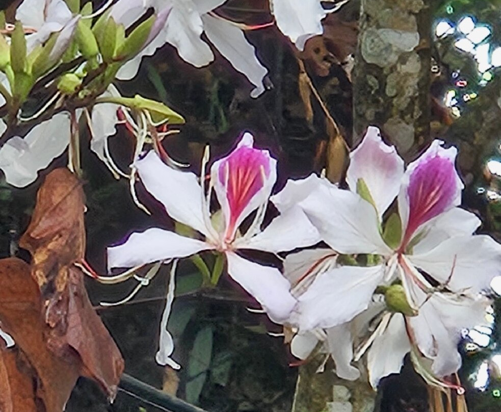 Banjhakri Water Falls-甘托克必去景点