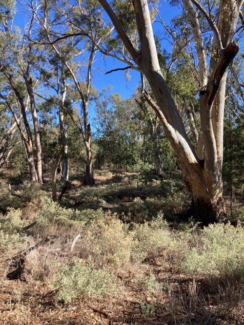 Flinders Ranges National Park景点图片