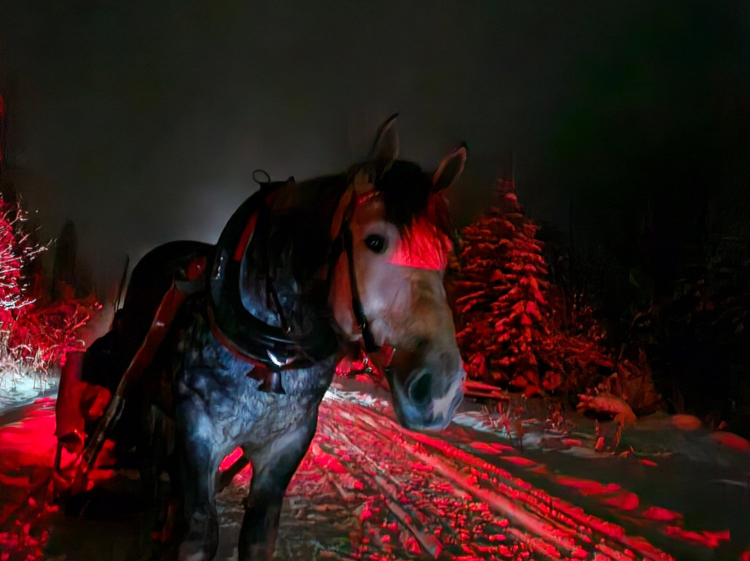 Sleigh Ride in the Tatra National Park-扎科帕内必去景点