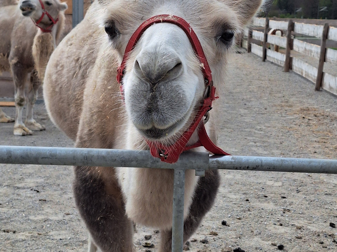 Gut Aiderbichl Iffeldorf-Iffeldorf必去景点