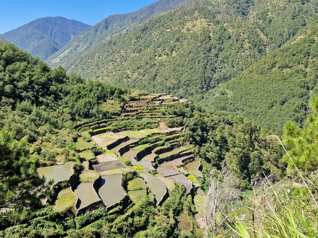 Bayyo Rice Terraces景点图片