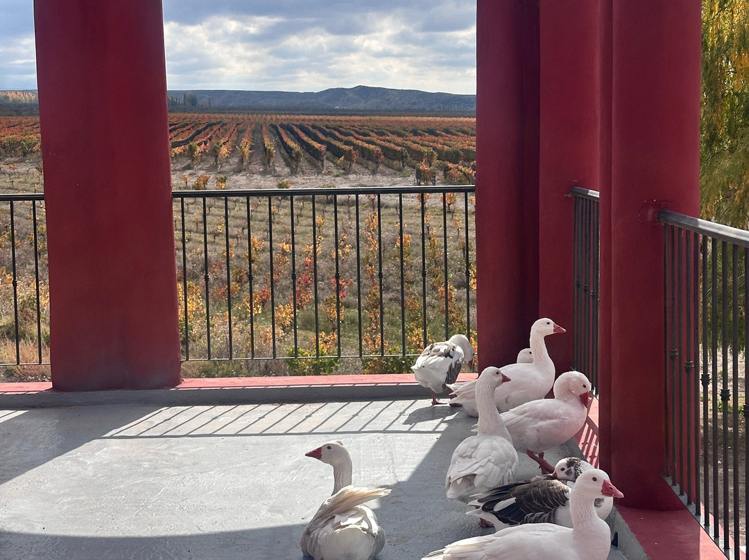 Zorzal Wines-Tupungato必去景点