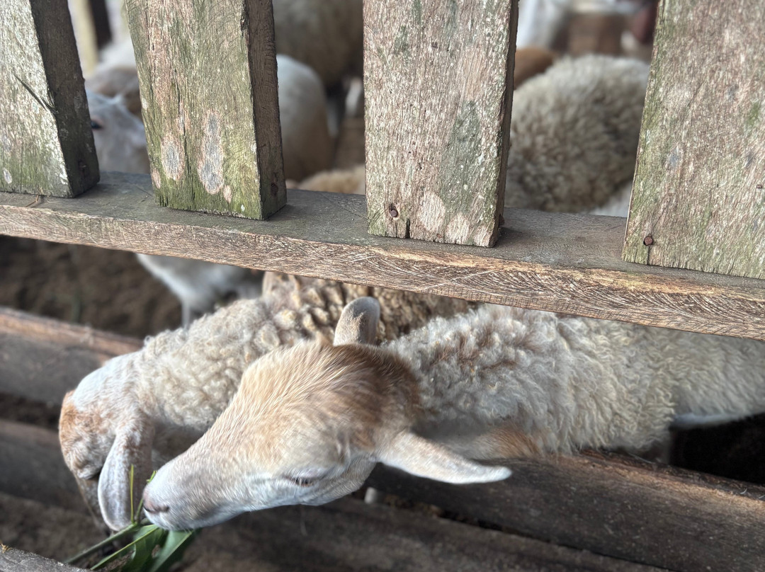 South Farm Panglao- Bohol-Panglao必去景点