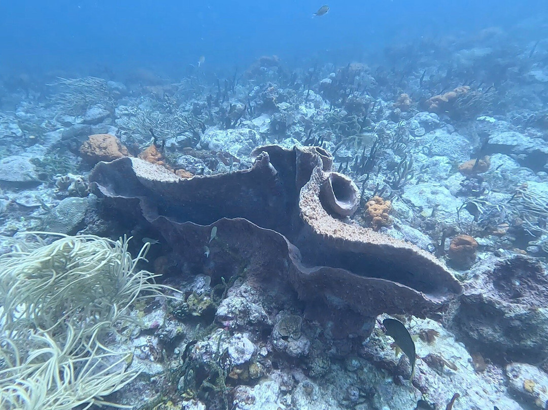Scuba West Indies - Grenada景点图片