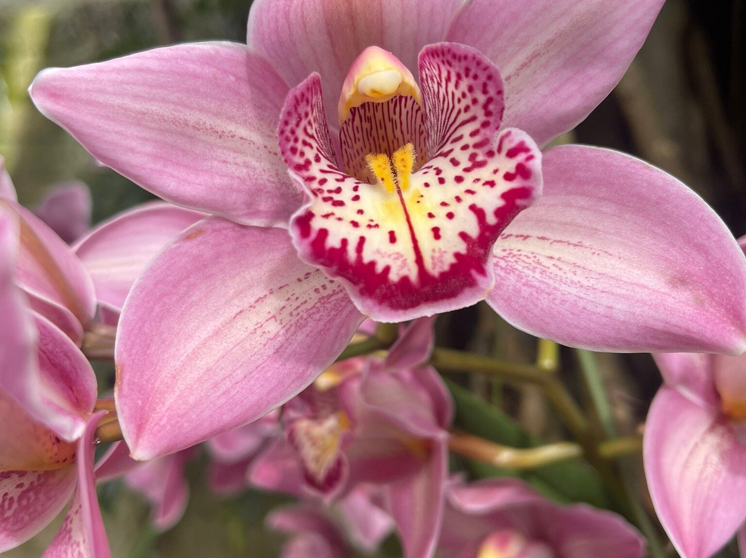 Eric Young Orchid Foundation景点图片