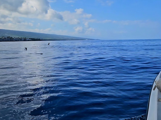 Alii Ocean Tours-凯鲁瓦-柯纳必去景点