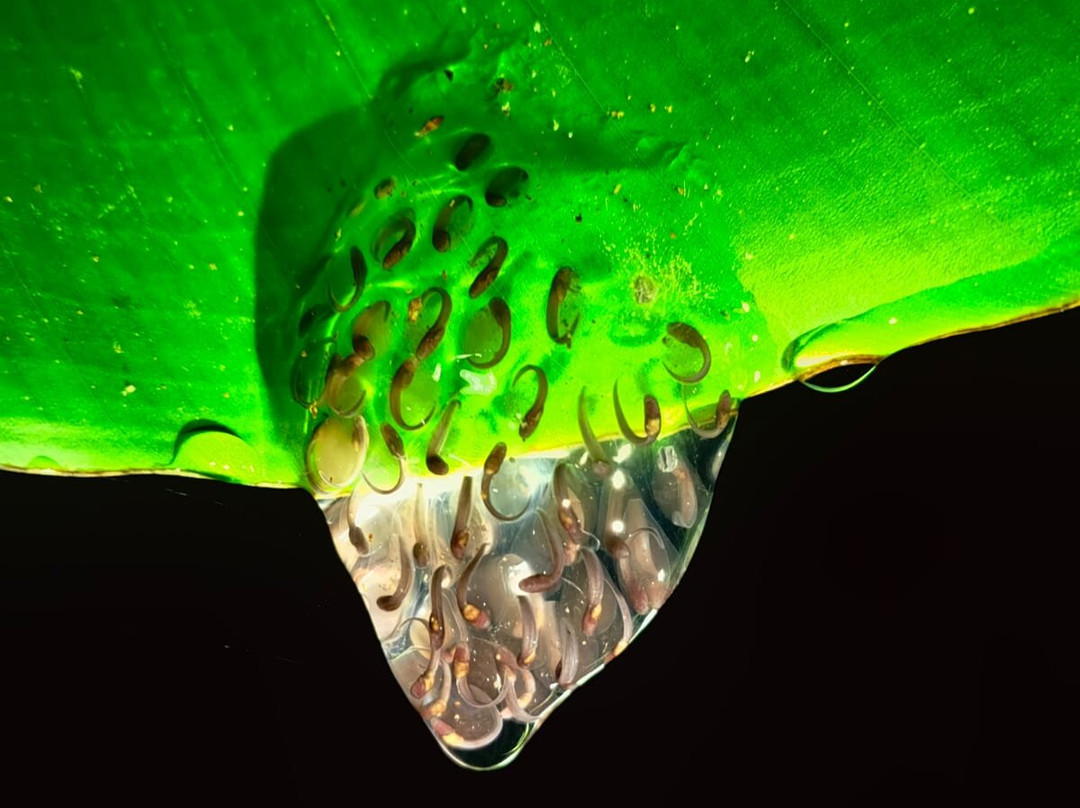 Manzanillo Night Jungle-Manzanillo必去景点