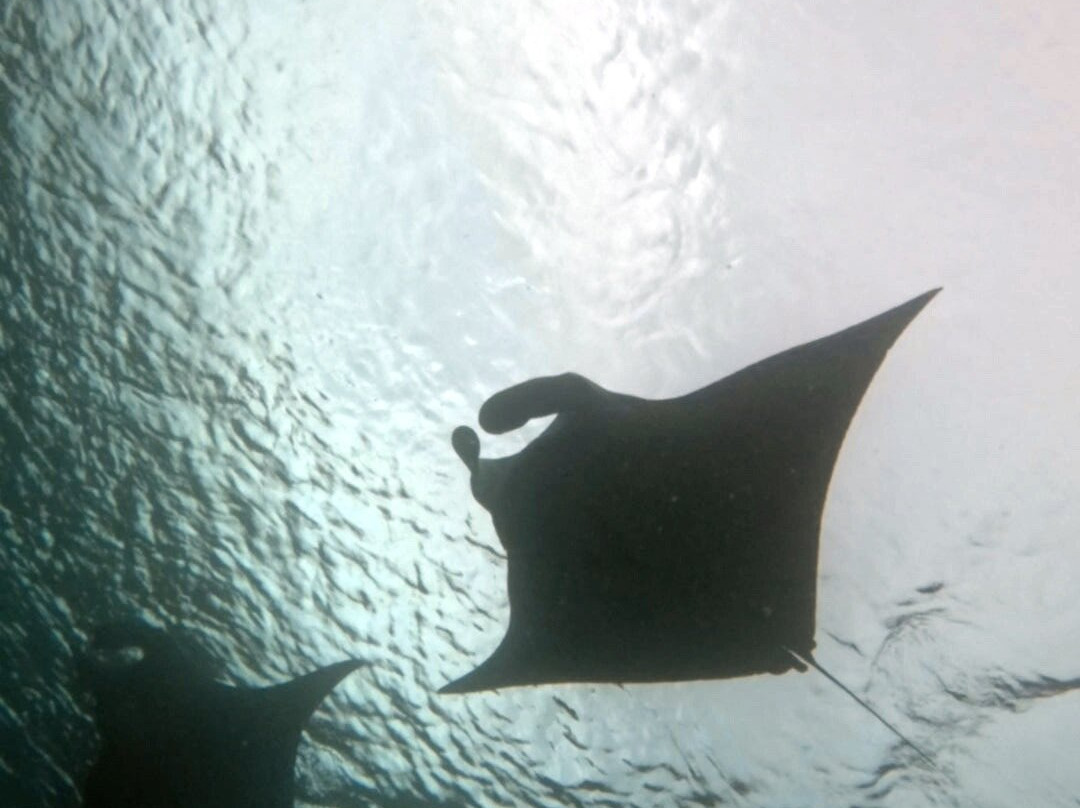 Dive Academy Fiji-Waiyevo必去景点