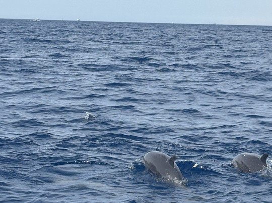 Sinai Scuba Diving Center-沙姆沙伊赫必去景点