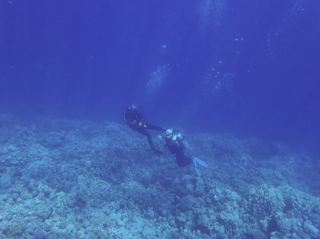 ORCA Dive Club Soma Bay景点图片