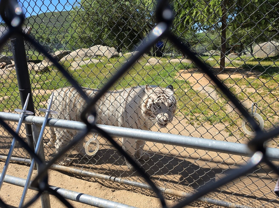 Lions, Tigers & Bears-Alpine必去景点