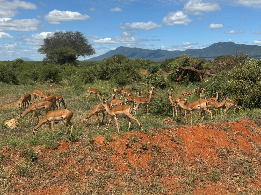 Luchiano Tours and Safaris景点图片