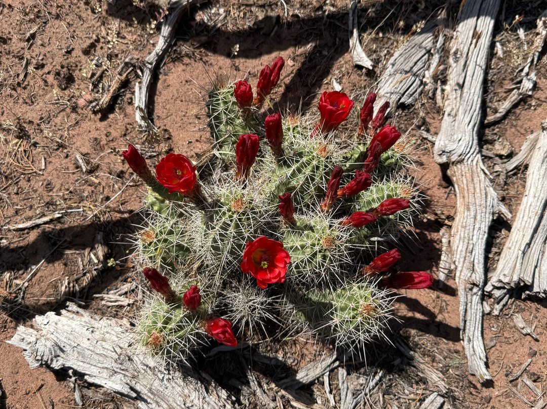 Holiday River Expeditions-盐湖城必去景点