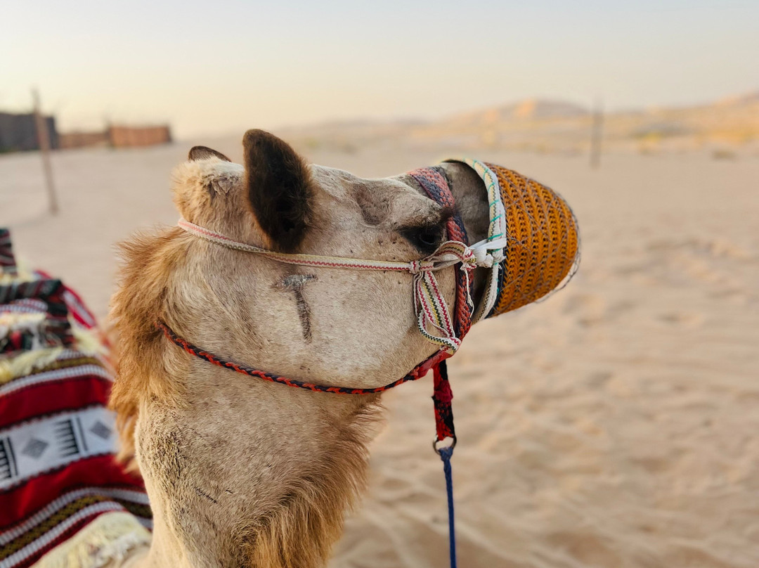 Extreme Adventure Abu Dhabi景点图片