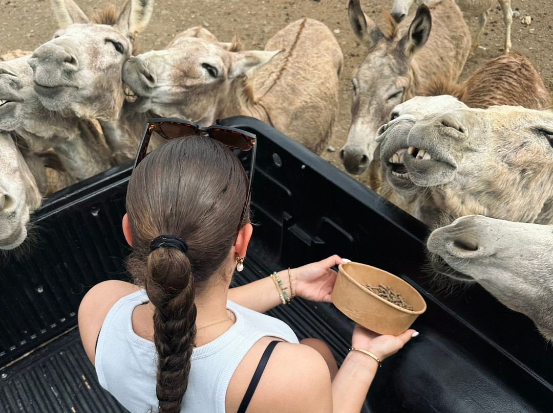 Donkey Sanctuary Bonaire景点图片