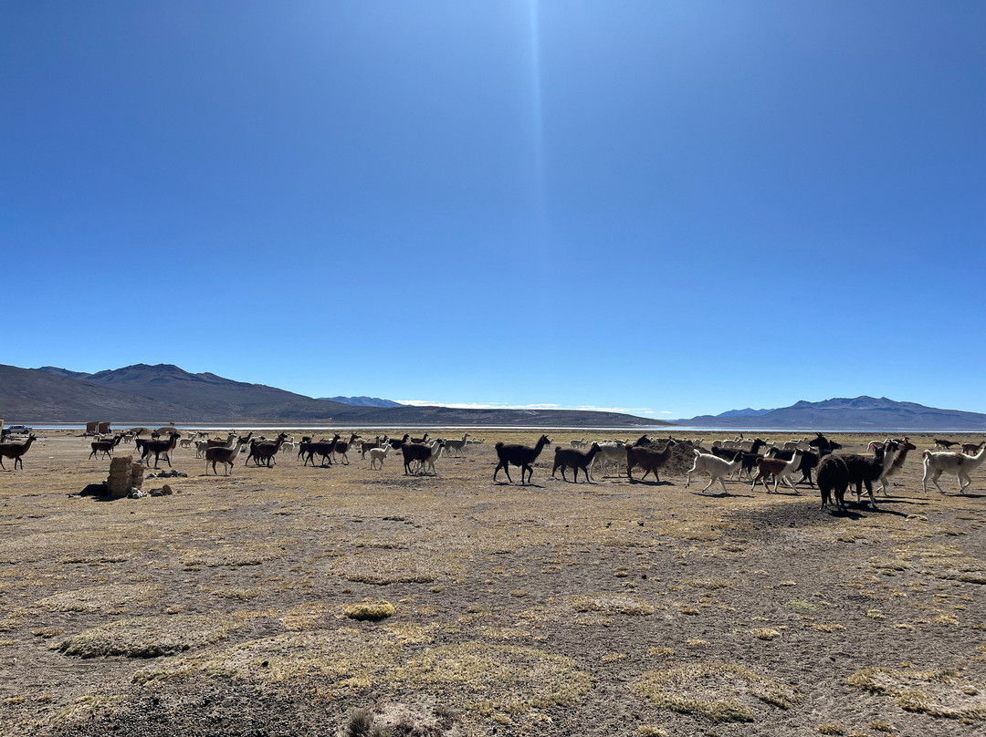 Góndola Tours-阿雷基帕必去景点