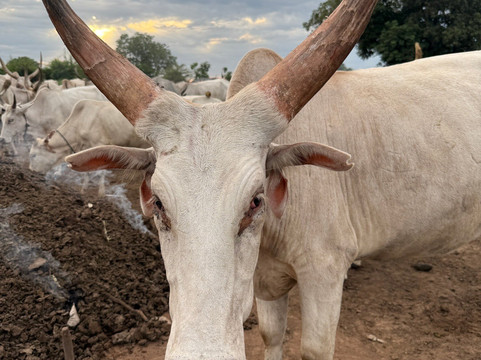 BomaHills Tourism Limited-Juba必去景点