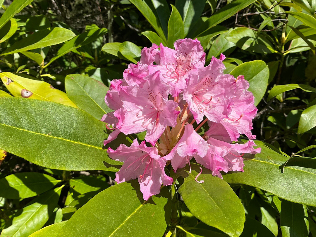 Salt Creek Falls-Oakridge必去景点
