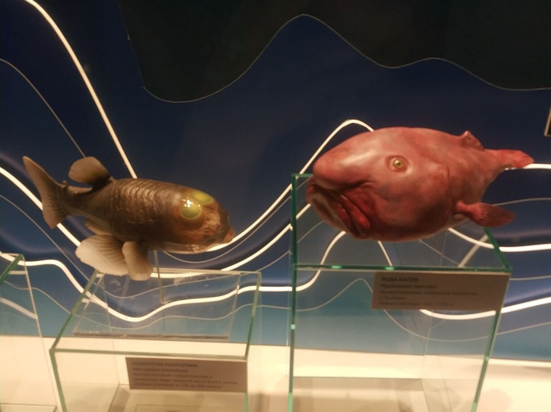 Museum of the World Ocean-加里宁格勒必去景点