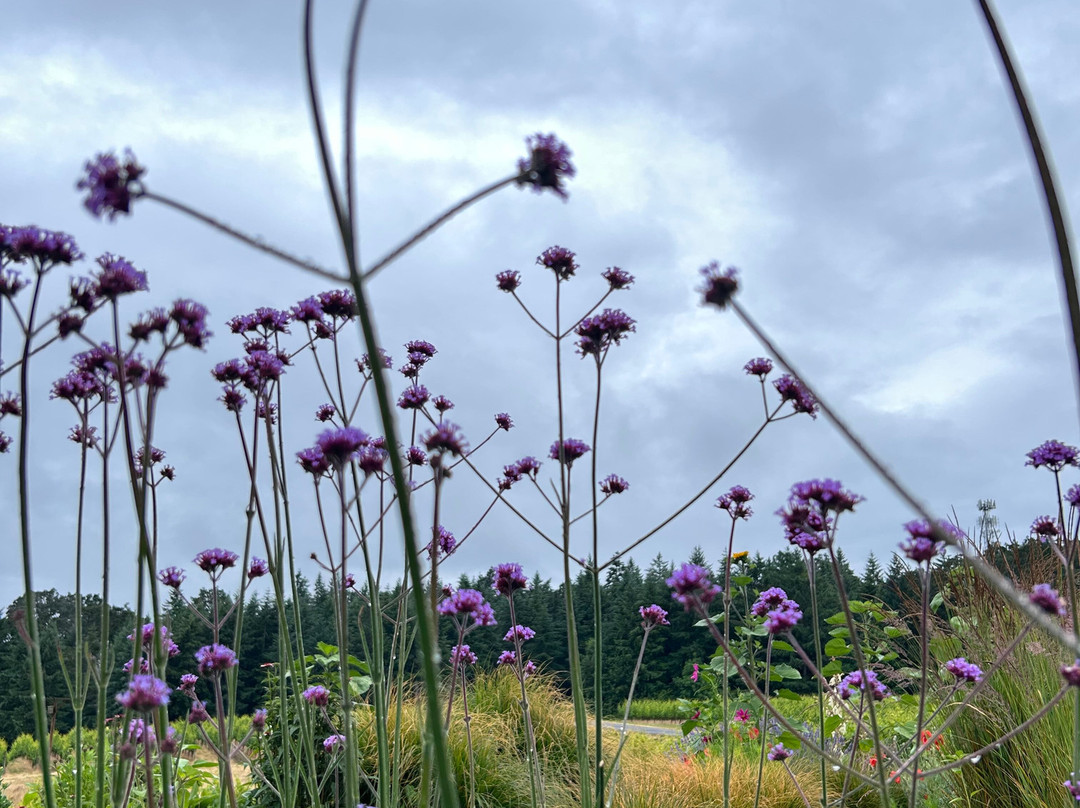 Penner-Ash Wine Cellars-纽伯格必去景点