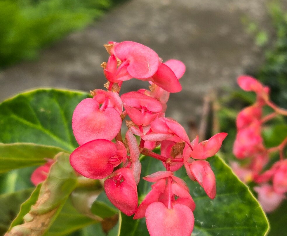 Boerner Botanical Gardens-黑尔斯科纳斯必去景点