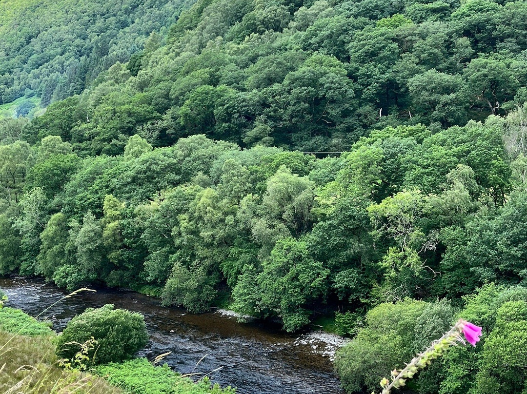 Gwenffrwd-Dinas Nature Reserve-Llandovery必去景点