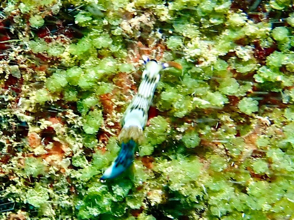 Crystal Diving Centre-贝尔马尔必去景点