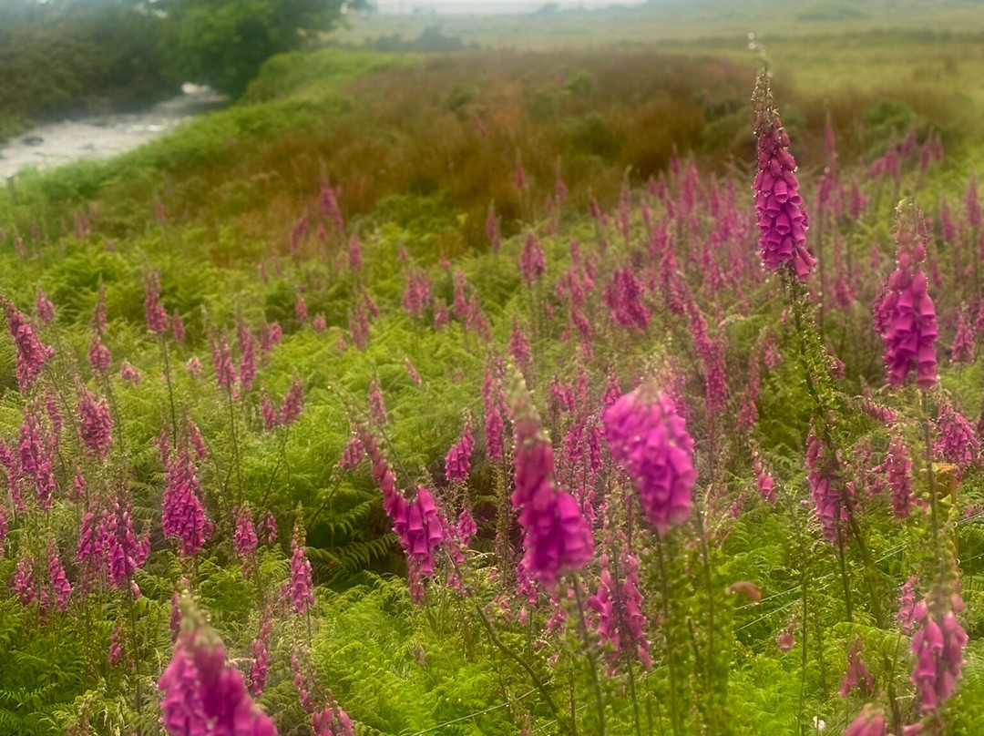 Roaming Scotland-Alloa必去景点
