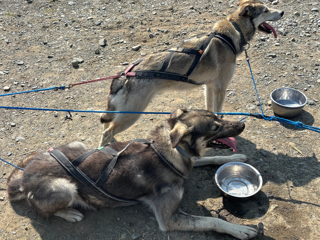 Squid Acres Kennel Dogsled Tours-坎特维尔必去景点