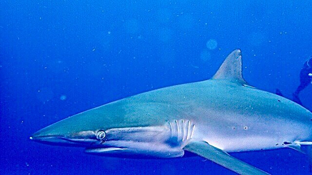 Calypso Dive Charters-Riviera Beach必去景点